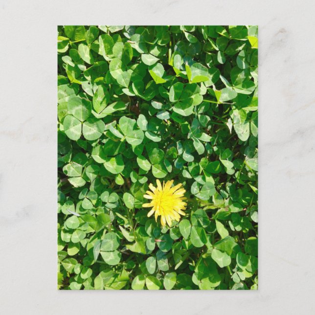 dandelion postcard (Front)