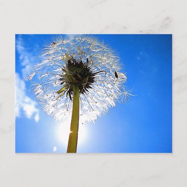 Dandelion Postcard (Front)