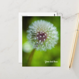Dandelion Postcard