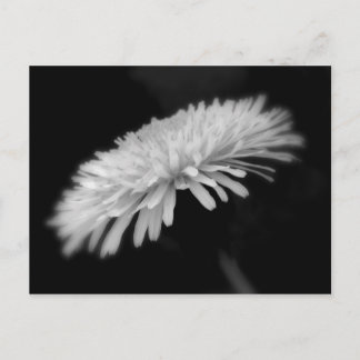 Dandelion Postcard