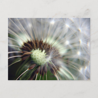 Dandelion postcard