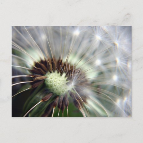 Dandelion postcard