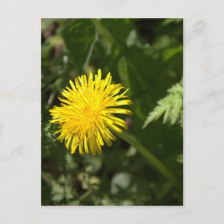 Dandelion Postcard