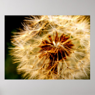 DANDELION POSTER