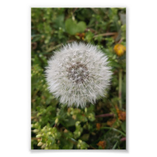 Dandelion poster