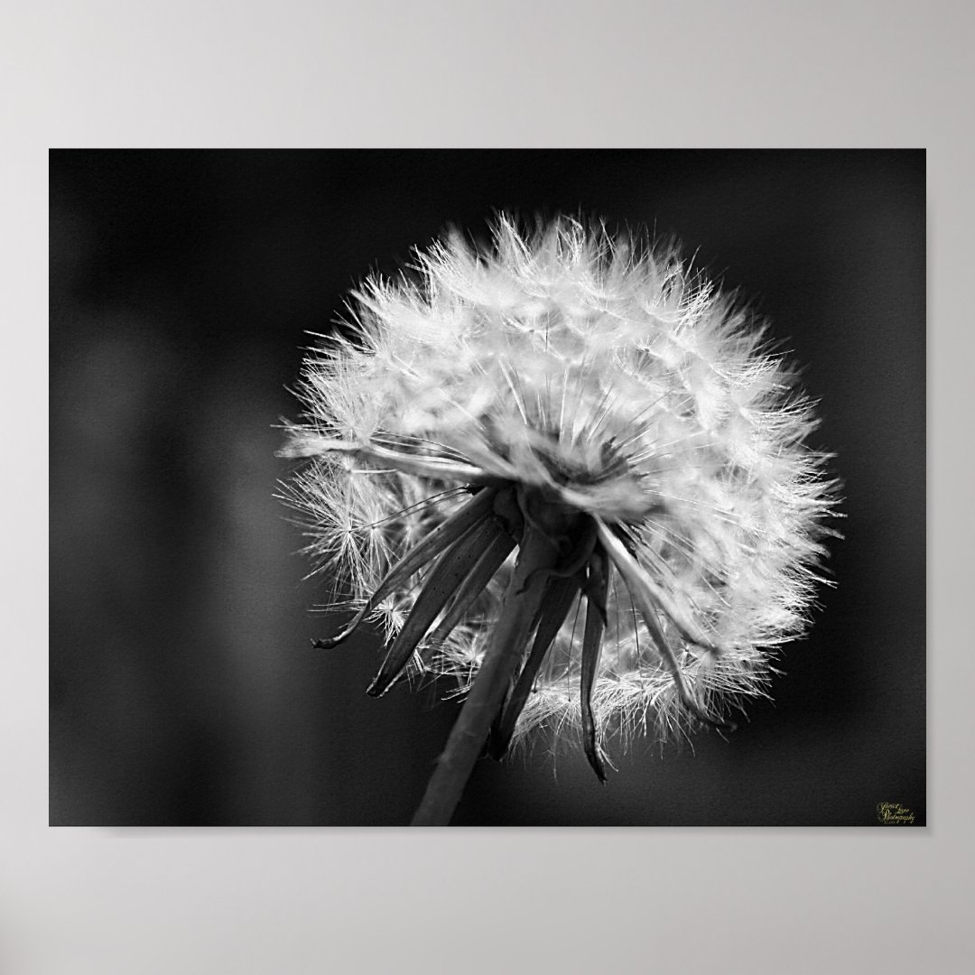 Dandelion Poster | Zazzle