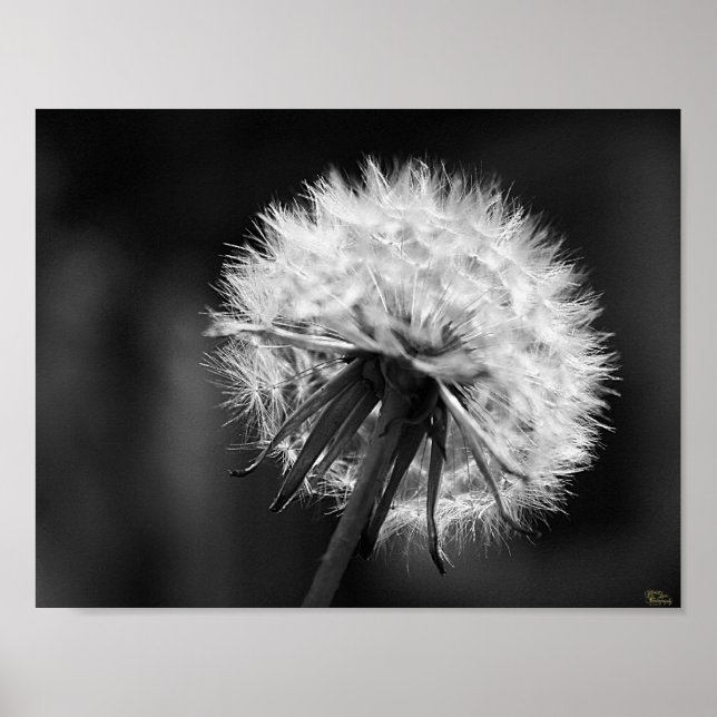 Dandelion Poster (Front)