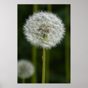 Dandelion Poster