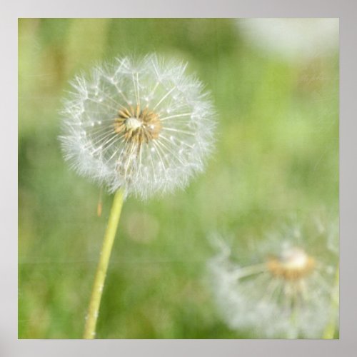 Dandelion Poster