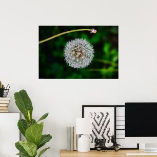 Dandelion, poster