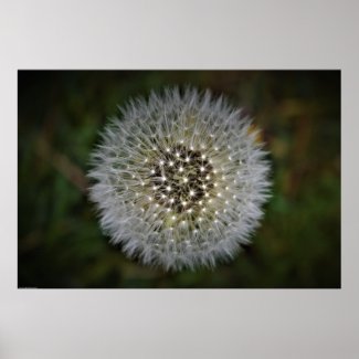 Dandelion, Poster