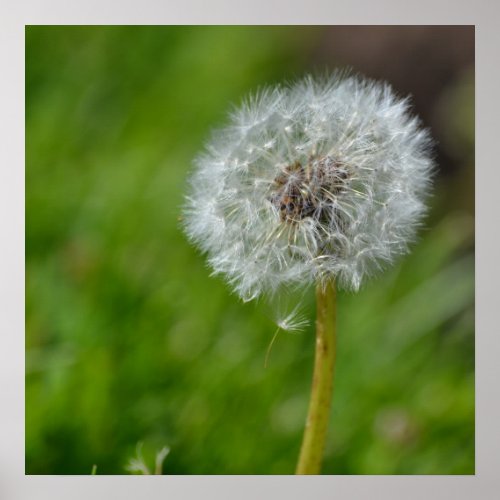 Dandelion Poster