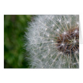 Dandelion Puff (Front Horizontal)
