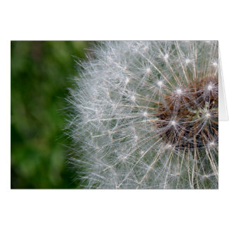 Dandelion Puff Cards