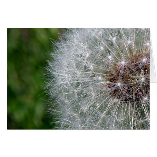 Dandelion Puff Cards (Front Horizontal)