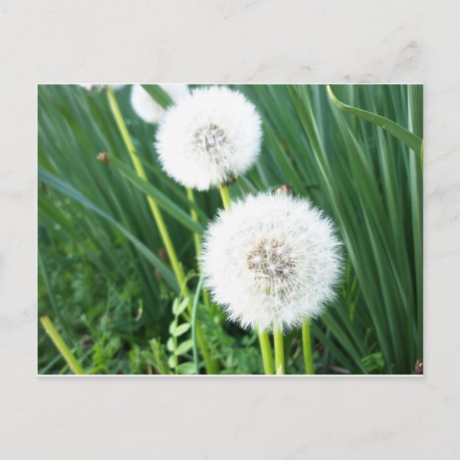 Dandelion Puff Postcard (Front)