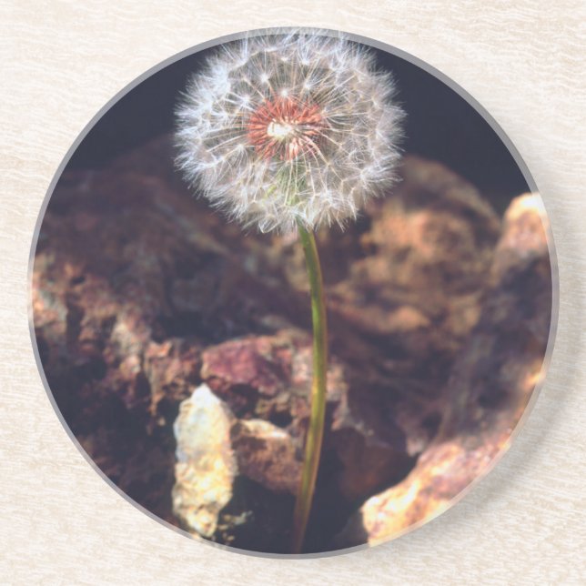 Dandelion Sandstone Coaster (Front)