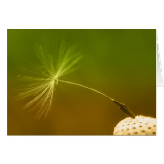 Dandelion Seed (Front Horizontal)