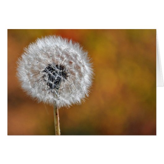 Dandelion Seed Head (Front Horizontal)