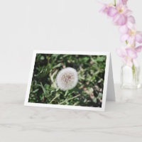 Dandelion Seed Head Flower
