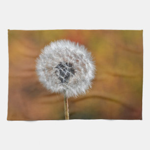Dandelion seed head in fall towel