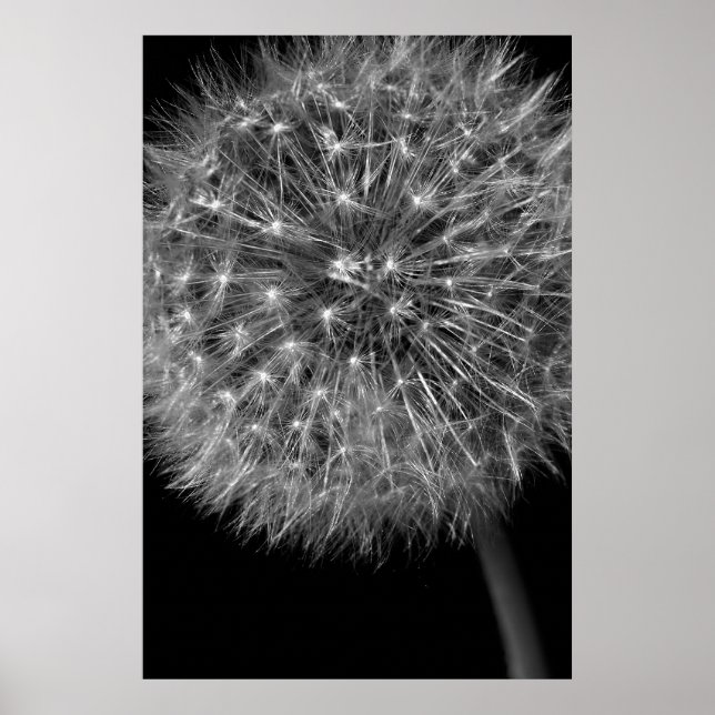 Dandelion Seed Head Poster (Front)