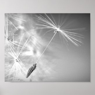Dandelion Seed With Waterdrop Photography Wall Art