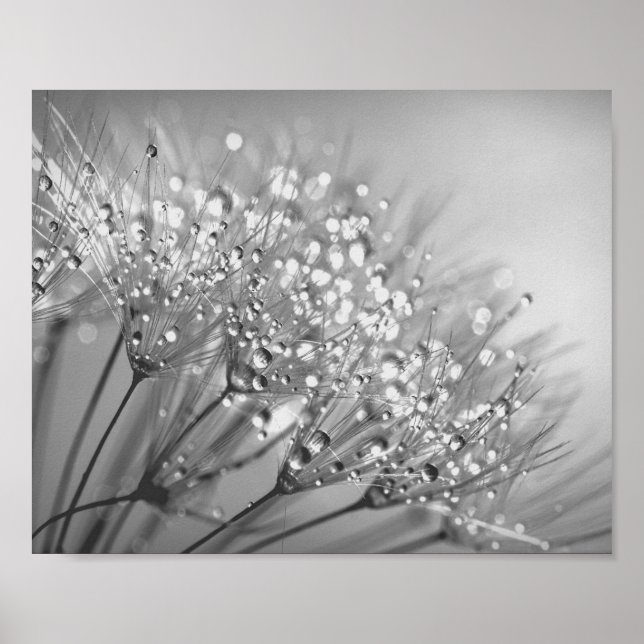 Dandelion Seed With Waterdrop Wall Art 2 (Front)
