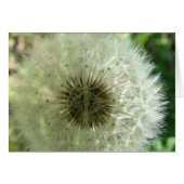 Dandelion Seeds (Front Horizontal)