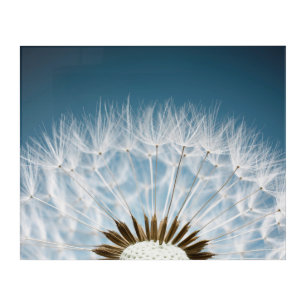 Dandelion Seeds Acrylic Print