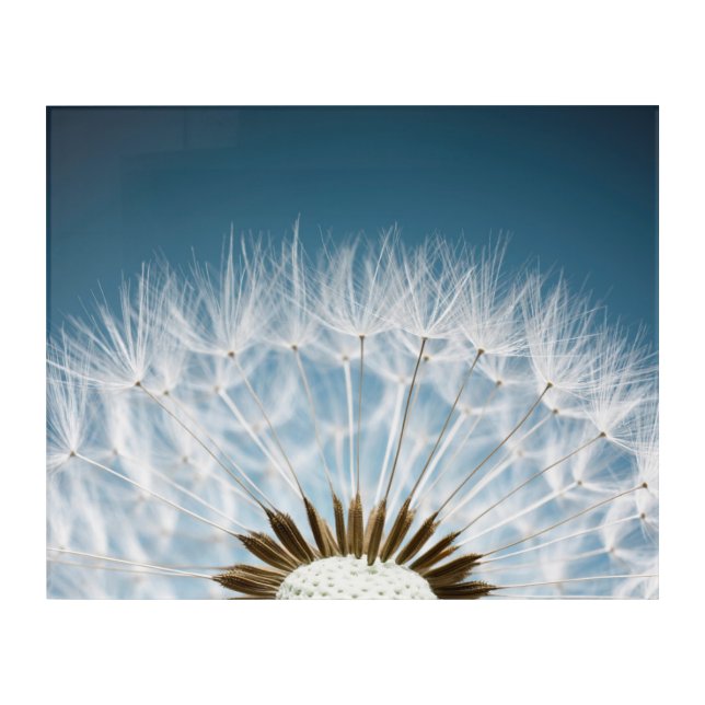 Dandelion Seeds Acrylic Print (Front)