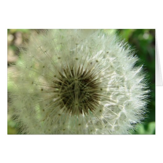Dandelion Seeds Cards (Front Horizontal)