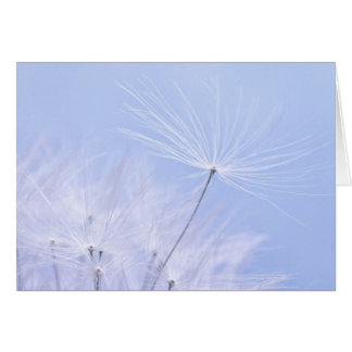 Dandelion Seeds Cards