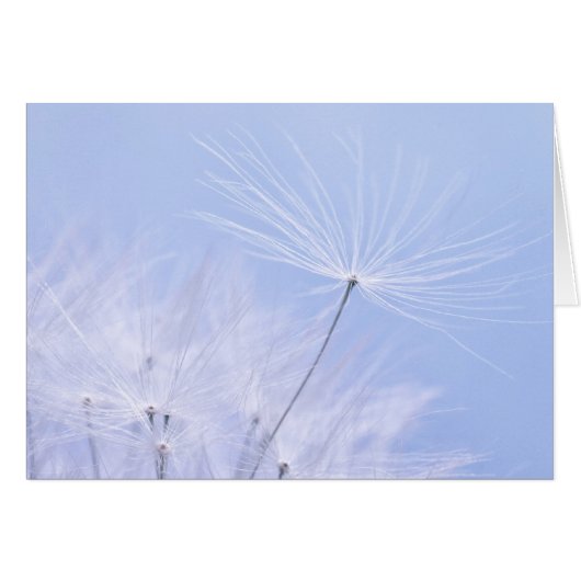 Dandelion Seeds Cards (Front Horizontal)