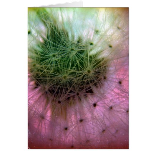 Dandelion Seeds Cards (Front)