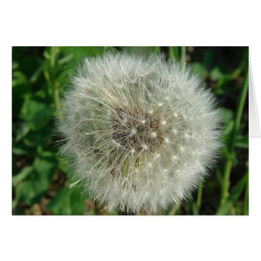 Dandelion Seeds Cards (Front Horizontal)
