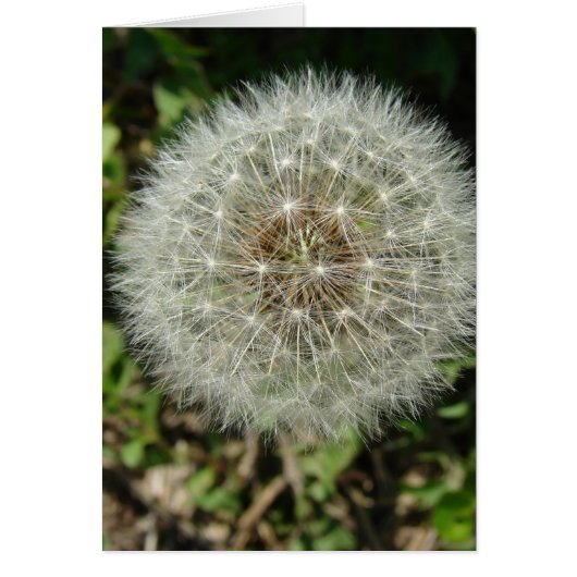 Dandelion Seeds Cards (Front)