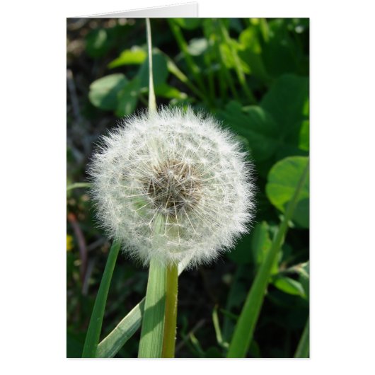 Dandelion Seeds Cards (Front)