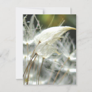 Dandelion Seeds Embrace Sensual Nature Postcard