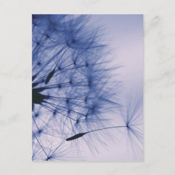 Dandelion Seeds Postcard by RosaAzulStudio at Zazzle
