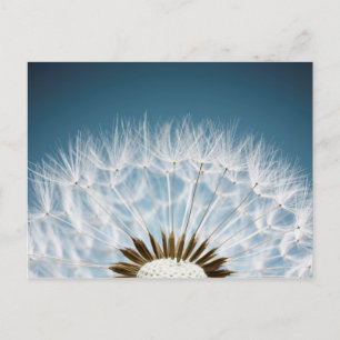 Dandelion Seeds Postcard