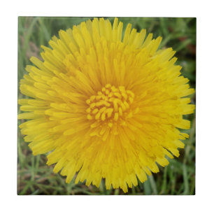 Dandelion Small (4.25" x 4.25") Ceramic Photo Tile