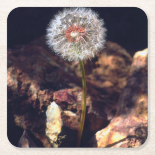 Dandelion Square Paper Coaster