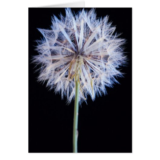 Dandelion (Taraxacum Officinale) Seed Head (Front)