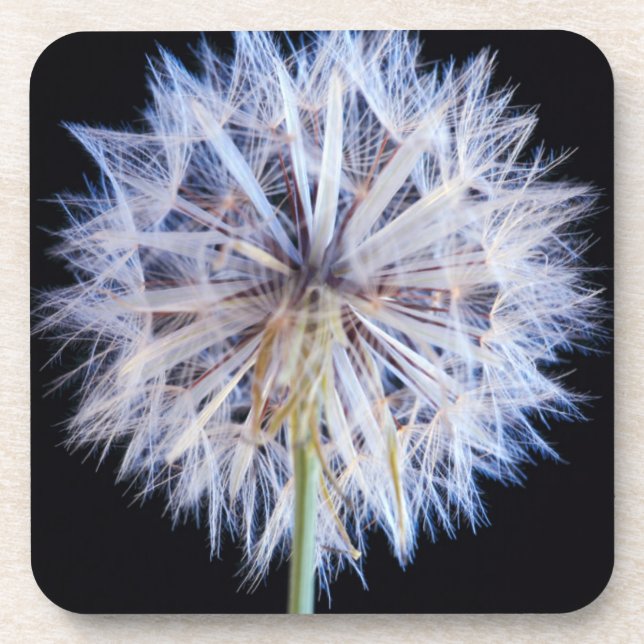Dandelion (Taraxacum Officinale) Seed Head Beverage Coaster (Front)