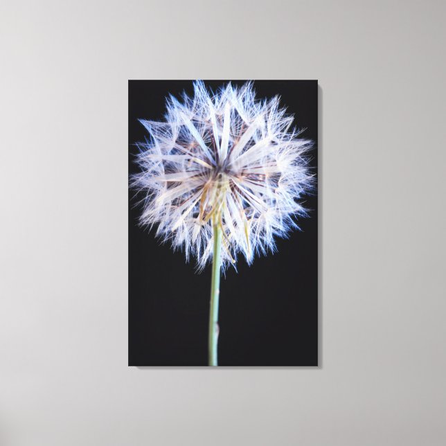Dandelion (Taraxacum Officinale) Seed Head Canvas Print (Front)