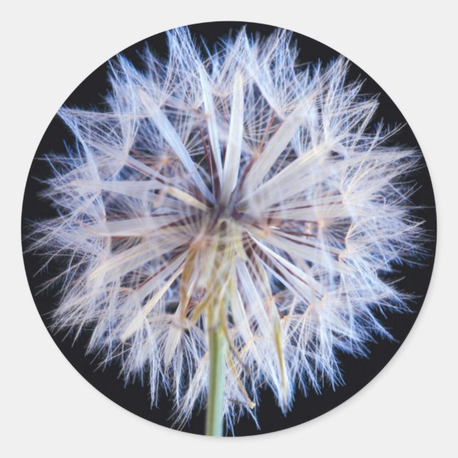 Dandelion (Taraxacum Officinale) Seed Head Classic Round Sticker (Front)