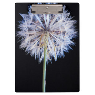 Dandelion (Taraxacum Officinale) Seed Head Clipboard