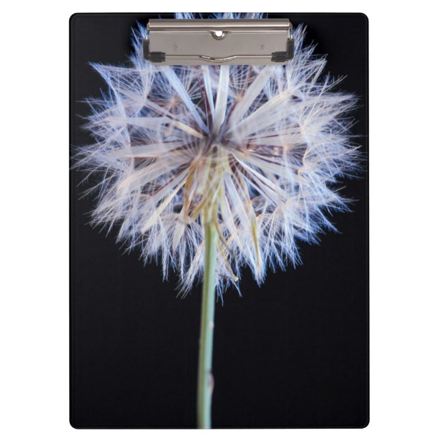 Dandelion (Taraxacum Officinale) Seed Head Clipboard (Front)