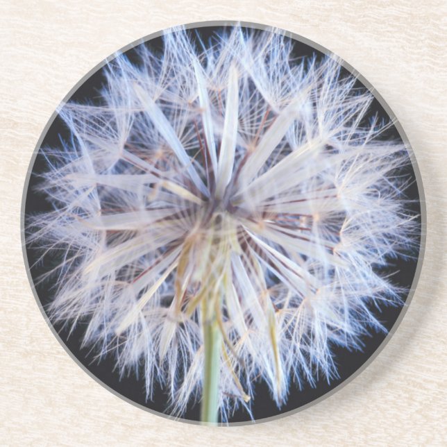 Dandelion (Taraxacum Officinale) Seed Head Drink Coaster (Front)